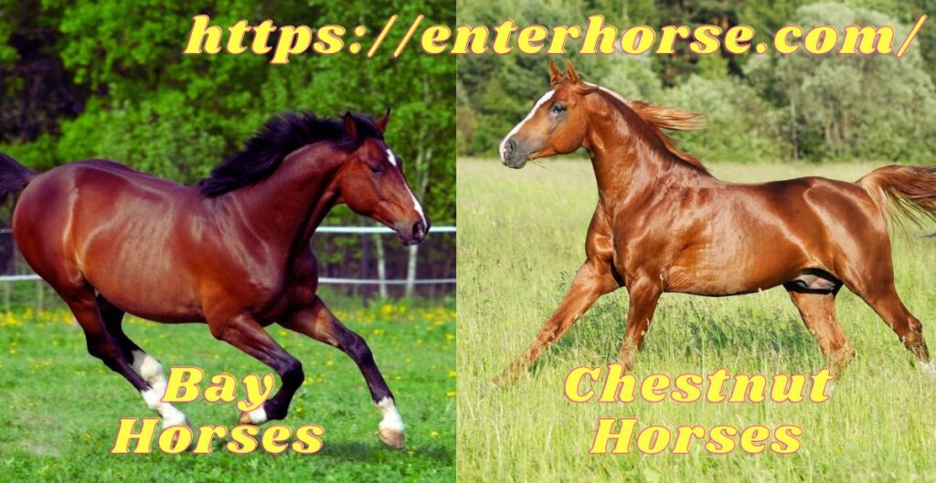 Bay And Chestnut Horses Differences