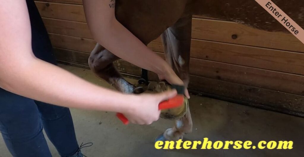 Are Hoof Picks Necessary for Horse Grooming