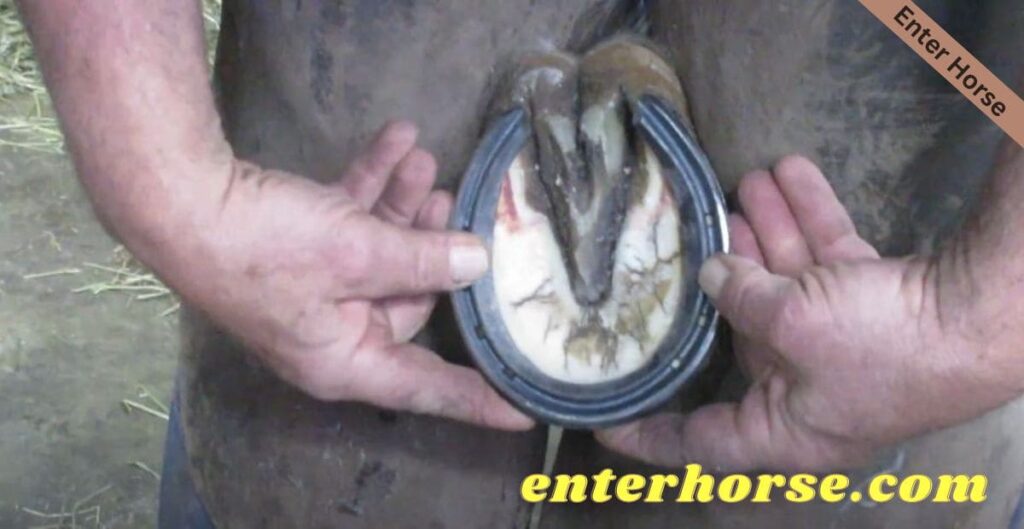 Can Hoof Picking Affect the Horseshoe Nail Pattern