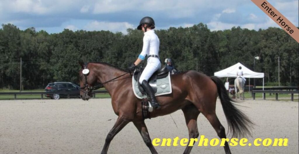Benefits and Drawbacks of Use a Synthetic Saddle Pad