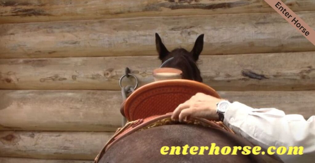 Will A Saddle Pad Make My Horse Comfortable